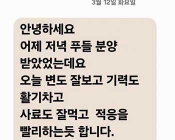 토이푸들 라운이 아빠의 문자한통.. 감사합니다..