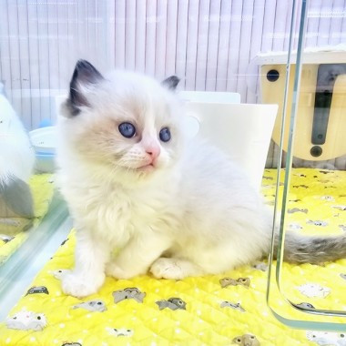 보석같은 눈을 가진 이쁜이 렉돌 