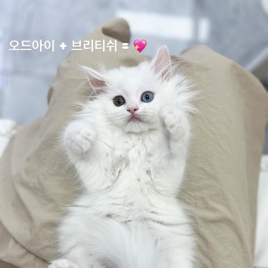 귀여운 아기냥이가 집사님을 기다리고 있어요! 문의환영*010-8533-4140