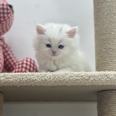 귀여운 아기냥이가 집사님을 기다리고 있어요! 010-8533-4140