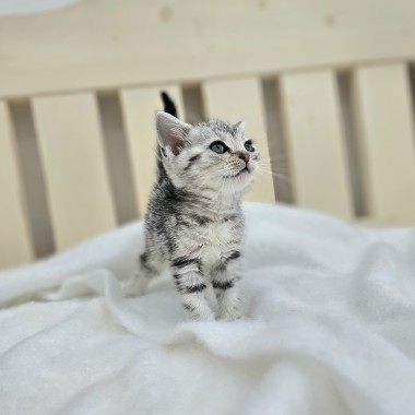 귀여운 아기냥이가 집사님을 기다리고 있어요 문의_010-8533-4140