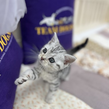 귀여운 아기냥이가 집사님을 기다리고 있어요! 010-8533-4140