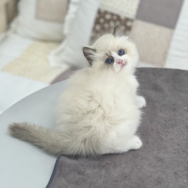 동그라미 렉돌 보신적있으신가요? 여기있어요!!---> 010-8533-4140