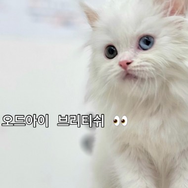 예쁜 오드아이를 가진 브리티쉬 010-8533-4140