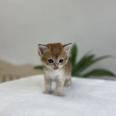 귀여운 아기냥이가 집사님을 기다리고 있어요! 010-8533-4140