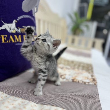 귀여운 아기냥이가 집사님을 기다리고 있어요! 010-8533-4140