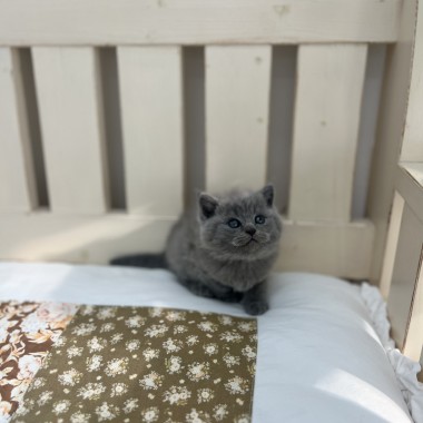 귀여운 아기냥이가 집사님을 기다리고 있어요! 010-8533-4140