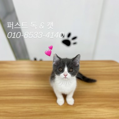 귀여운 아기냥이가 집사님을 기다리고 있어요!  문의주세요--> 010-8533-4140