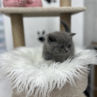 귀여운 아기냥이가 집사님을 기다리고 있어요! 010-8533-4140