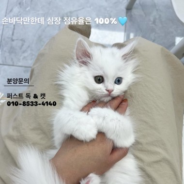 귀여운 아기냥이가 집사님을 기다리고 있어요! 문의환영*010-8533-4140