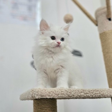 예쁜 오드아이를 가진 브리티쉬 010-8533-4140