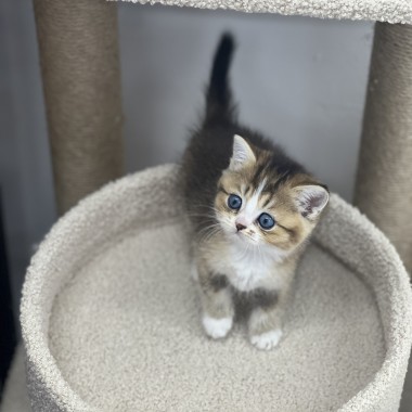 귀여운 아기냥이가 집사님을 기다리고 있어요! 010-8533-4140