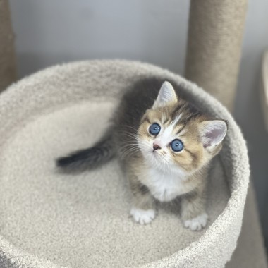 귀여운 아기냥이가 집사님을 기다리고 있어요! 010-8533-4140