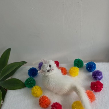 귀여운 아기냥이가 집사님을 기다리고있어요! 010-8533-4140