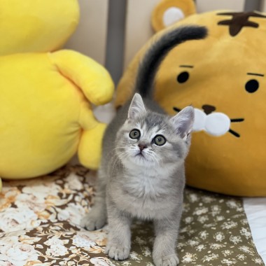 뭐가 인형일까요?? 맞춰보세용