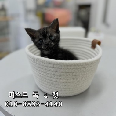 타고난 볼터치를 가진 브리티쉬 010-8533-4140