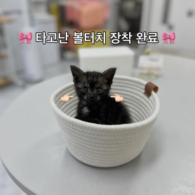 타고난 볼터치를 가진 브리티쉬 010-8533-4140