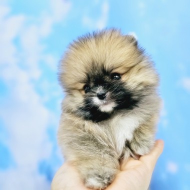 한손에 쏘~~옥 귀여운 미니세이블포메 