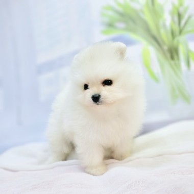 복슬복슬 빵상한 모량 화이트포메 