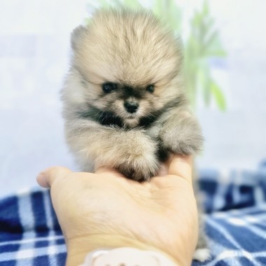 한손에 쏘~~옥 초미니세이블포메 왕자님 